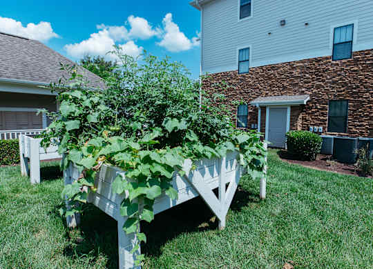A white bench with green plants growing on it in front of a house.