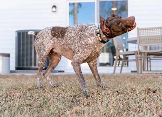 A dog with a spotted coat is standing on a grassy area.