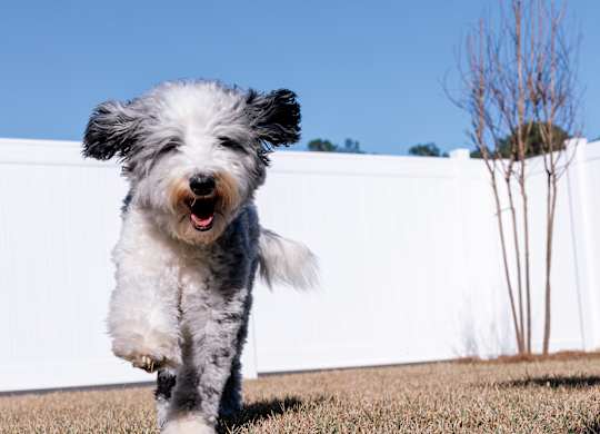 A dog is running on a grassy field.