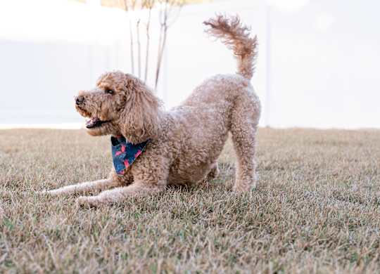 A dog with a blue bandana is sitting on the grass.