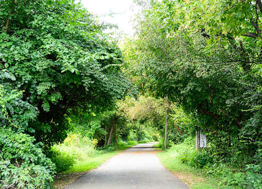 a narrow road with trees on both sides of it