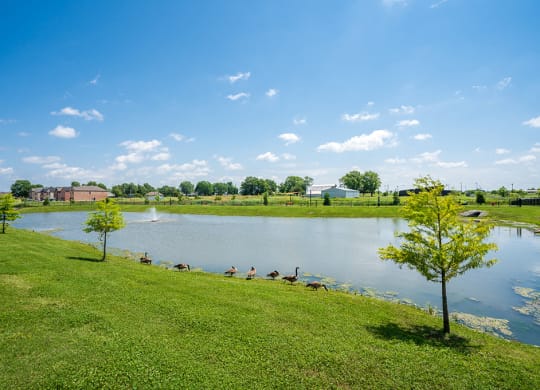 Large Pond Area with Fountain