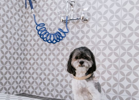 Pet Wash Station at The Aster at Mountain Vista in Mesa Arizona