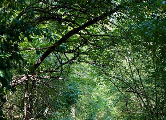 Saddlebrook at Tates Creek