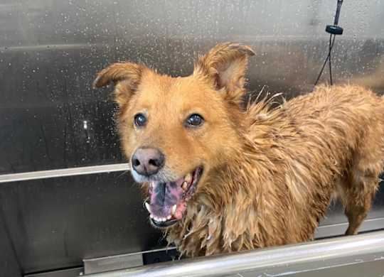 a dog in a bathtub with water sprayed on it