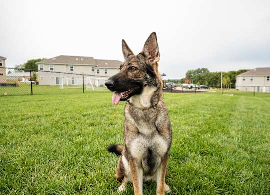 A German Shepherd dog sitting on a grassy field.
