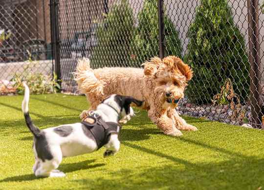 Pets playing outdoors at Harper Apartments in St Paul, MN