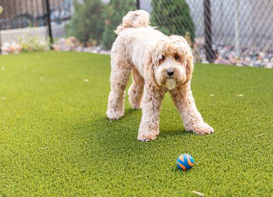 dog playing outdoors at the bark park at Harper Apartments in St Paul, MN