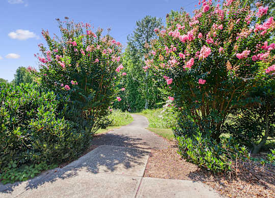A pathway is flanked by bushes with pink flowers.