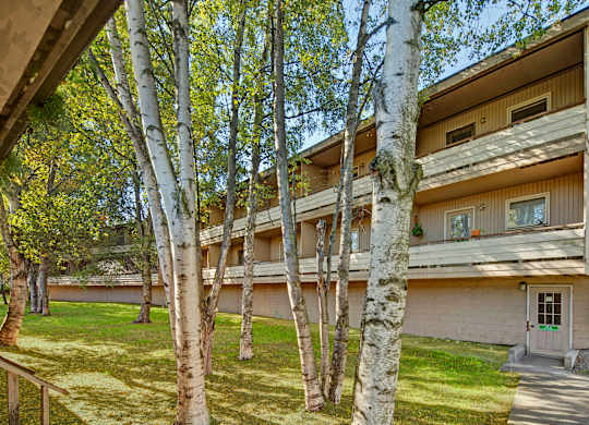 A peaceful exterior view here at Country Lane showcasing a three-story apartment building surrounded by mature birch trees, private balconies, covered walkways, and a grassy courtyard with pedestrian access on a bright, sunny day.