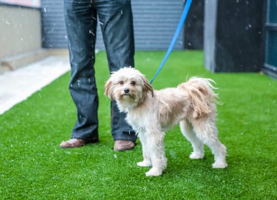 Nic on 5th Apartments in Minneapolis, Minnesota- Pet recreational area