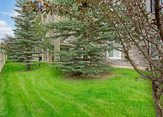 Lush green lawn bordered by a wooden fence and evergreen trees beside The Pointe at Applewood apartment building. The scene is calm and well-maintained.