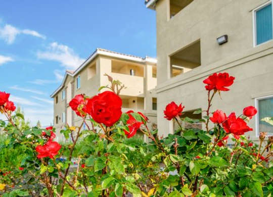 Red flowers in front of a building.