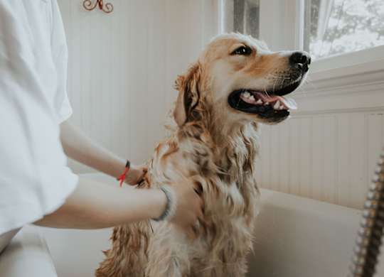 A person is petting a golden-colored dog.