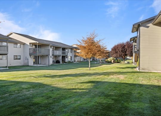 Large green grass courtyard with orange trees in the center of the community. at Brix, Washington
