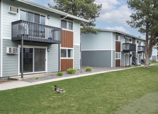 a duck walking in the grass in front of an apartment building