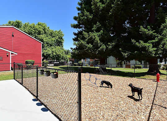 Two dogs playing in a fenced yard. at Brookstone, SeaTac, WA, 98198