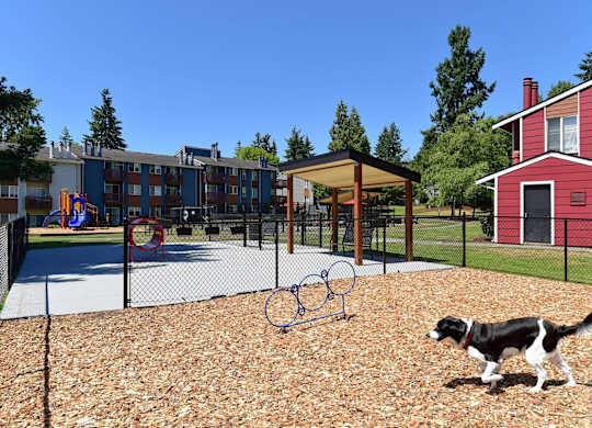 A dog is playing in a playground with a basketball hoop. at Brookstone, SeaTac, WA, 98198
