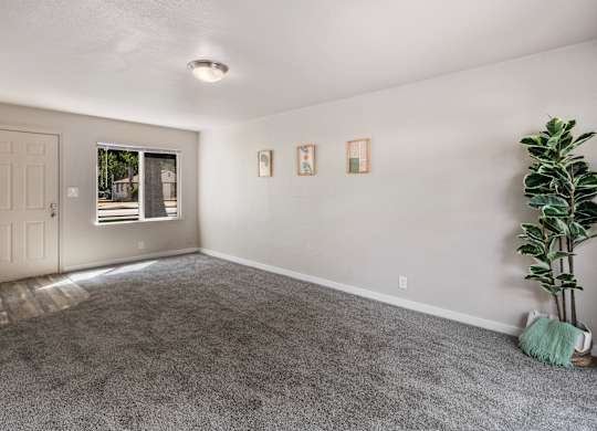 A room with a grey carpet and a plant on the right side.