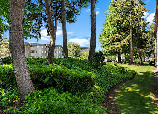 A pathway with green bushes on the side and trees in the background.