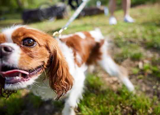 Vinings Lofts and Apartments in Atlanta - Pet friendly