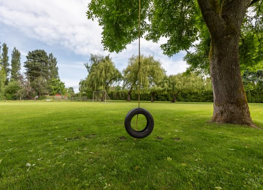 a tire swing hanging from a tree in a park