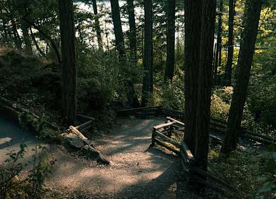 A forest path with a bench on the side.