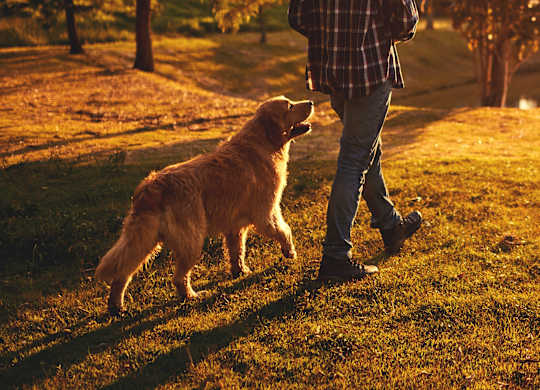 A man walking his dog in a park during sunset.