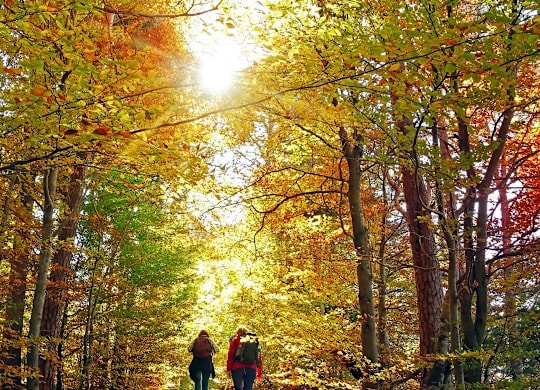 Walking trail through autumn forest with fallen leaves at Windham Village Apartments, Windham