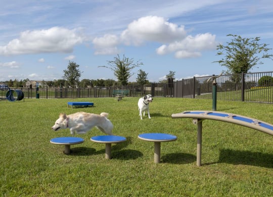 Dog Park with agility course