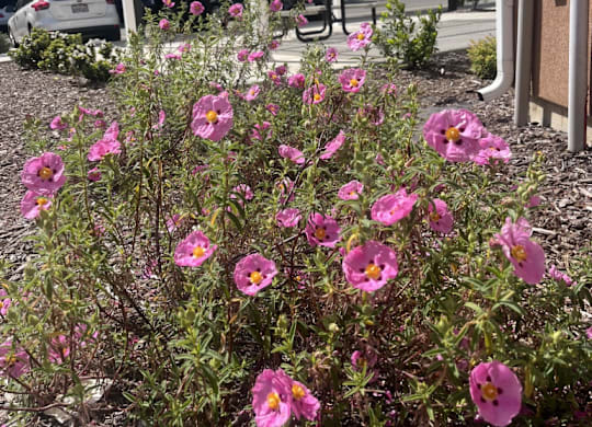 A bush of pink flowers is in the foreground of a white building.