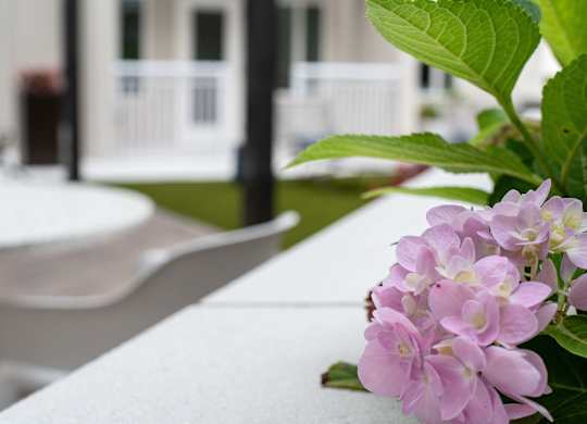 Details of the beautiful landscaping at Novi Rise in Concord, NC