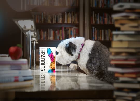 a dog sitting on a table looking at a book