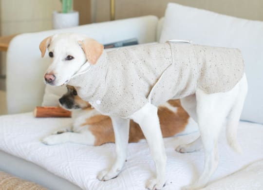 a white dog wearing a sweater on a bed