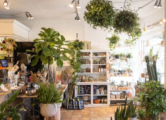a room filled with lots of plants and lots of shelves