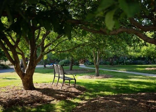 park bench under tree