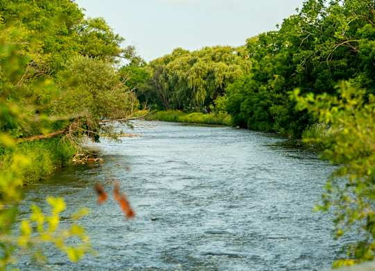A river flows through a lush green forest.