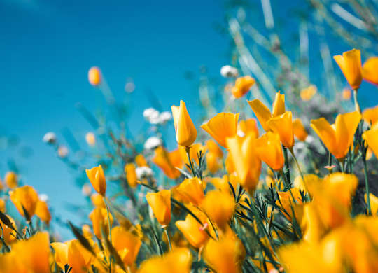 a field of yellow flowers with a blue sky in the background