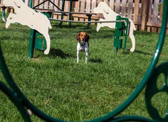 a brown and white dog standing in the grass