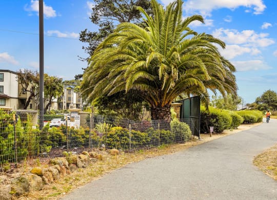 people walking down a road in front of palm trees