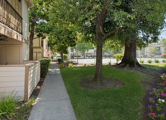 A tree in a grassy area next to a sidewalk.