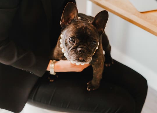 a woman sitting at a desk with a dog on her lap