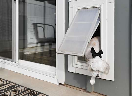 A dog wearing a black bow tie is sticking its head out of a window. at Zora University, Charlotte, North Carolina