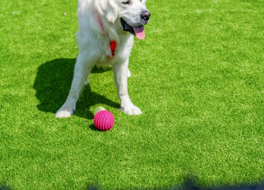a white dog playing with a ball on the grass