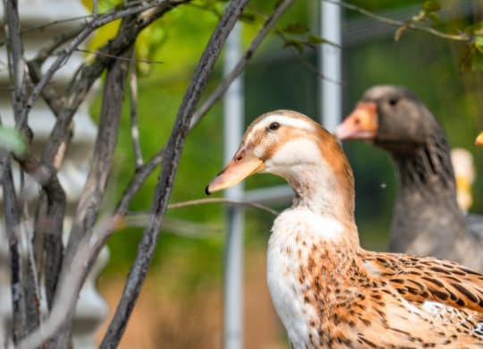 two ducks standing next to a tree