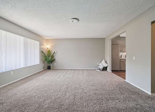 A room with a carpet, a plant, and a window with blinds.
