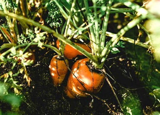 a bunch of carrots growing out of the ground