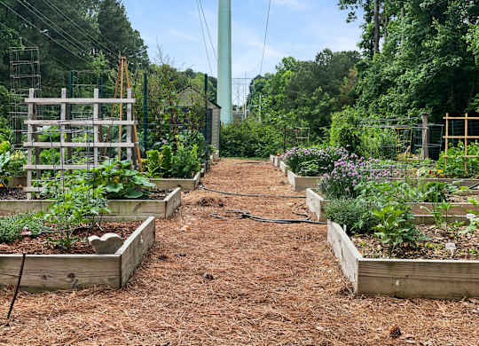 a garden with lots of plants and a dirt path
