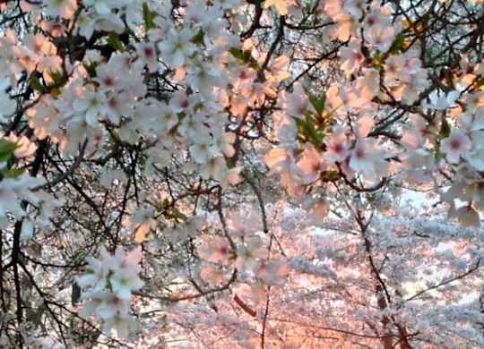 A tree with pink blossoms is in the foreground with the sun setting in the background.