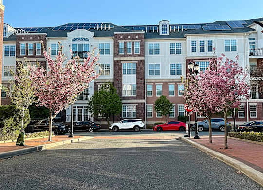 A street view of a residential area with apartment buildings, cars, and blooming trees.
